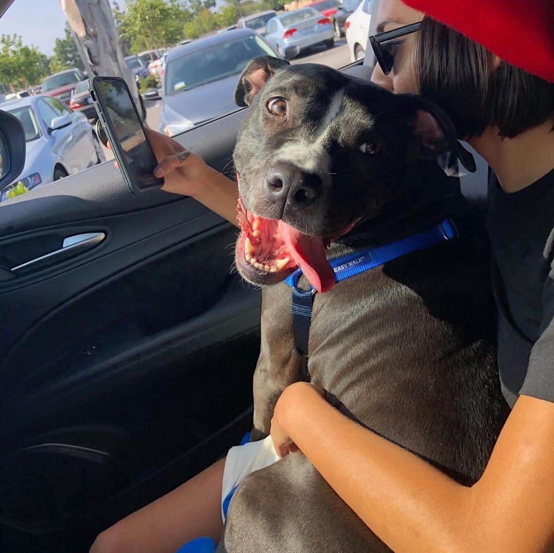 Janice Griffithのインスタグラム：「adopted my sweet angel one year ago today ;—-;」