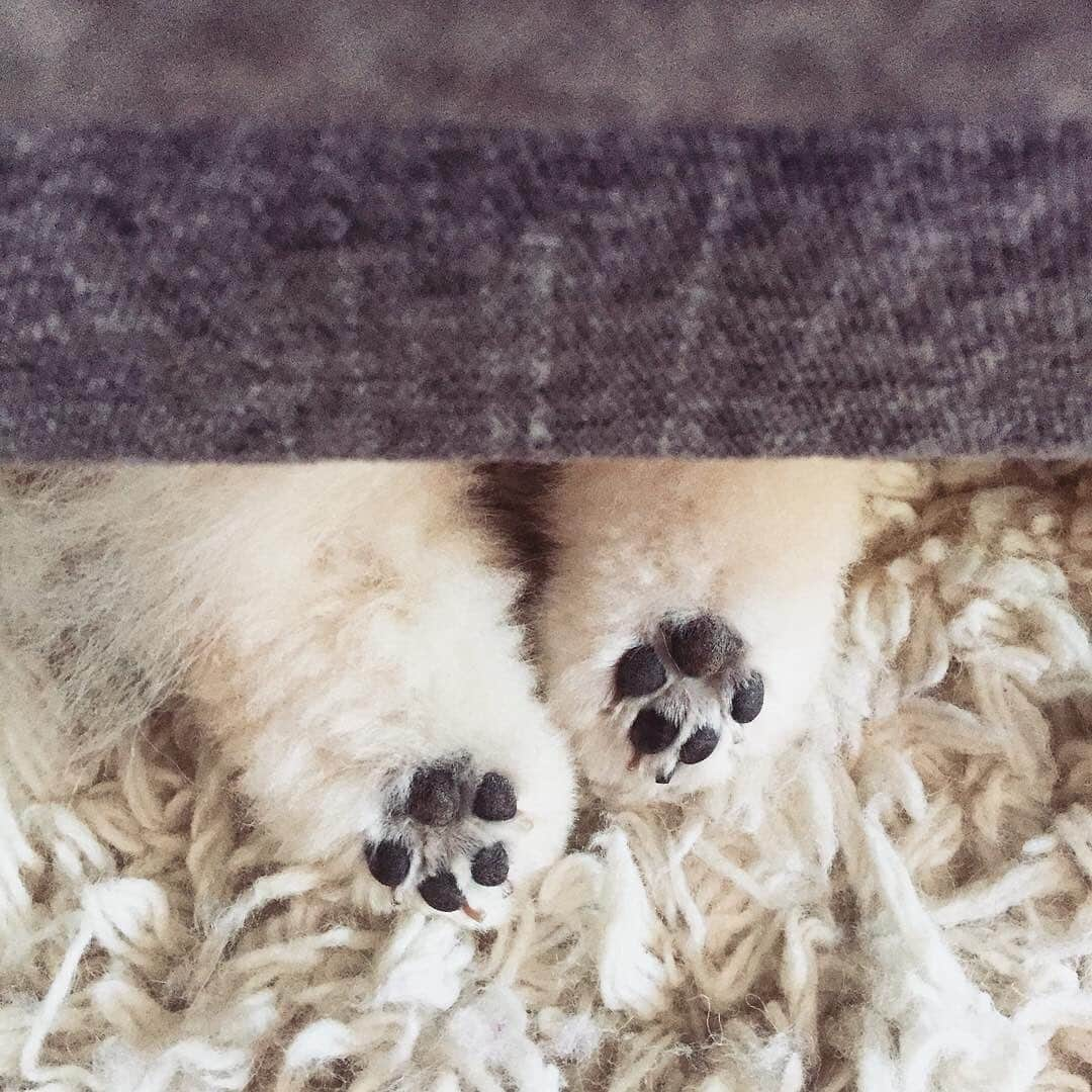 Buddy Boo Blueさんのインスタグラム写真 - (Buddy Boo BlueInstagram)「Boo paws! 😍」8月20日 3時49分 - buddyboowaggytails