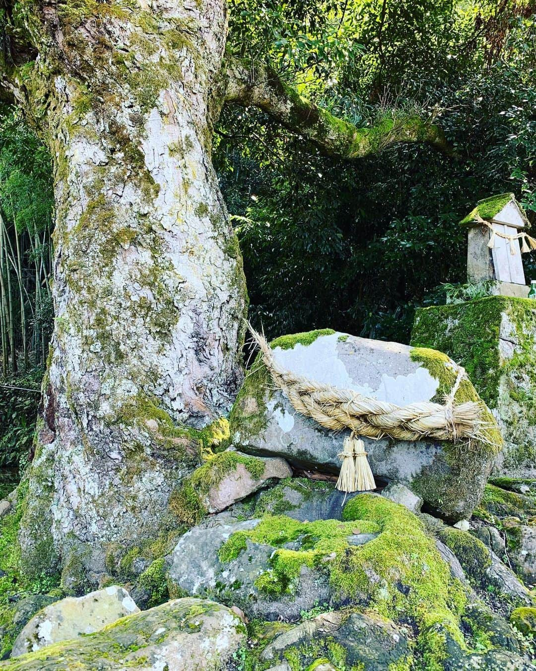 出雲阿国さんのインスタグラム写真 - (出雲阿国Instagram)「天の真名井  浄化のパワーの強い 綺麗なお水が 頂ける絶好のお水取りスポット❤️ 真名井とは 神聖なお水につけられる 最高位の敬称のこと。  名水100選にも選ばれている 神聖なお水です❤️ 傍らには 導きの神さま「サイの神」様がお祀りされています。 子授けや縁結び、悪霊の侵入を防ぐ、 安全や旅人を守る神。  浄化され生まれ変わった自分の その後を導いてくださる パワースポット 天の真名井です！  気持ちの良ーい場所❤️ ずーっといられる！  #お水取り #開運行動 #天の真名井  #開運ずもトラベル #神聖なお水  #真名井 #名水100選  #サイの神  #出雲阿国 #ずもさん #ずも姉  近くのイチゴパフェも 地元じゃ有名！！ #山陰で自分磨き」8月20日 13時50分 - izumonookuni