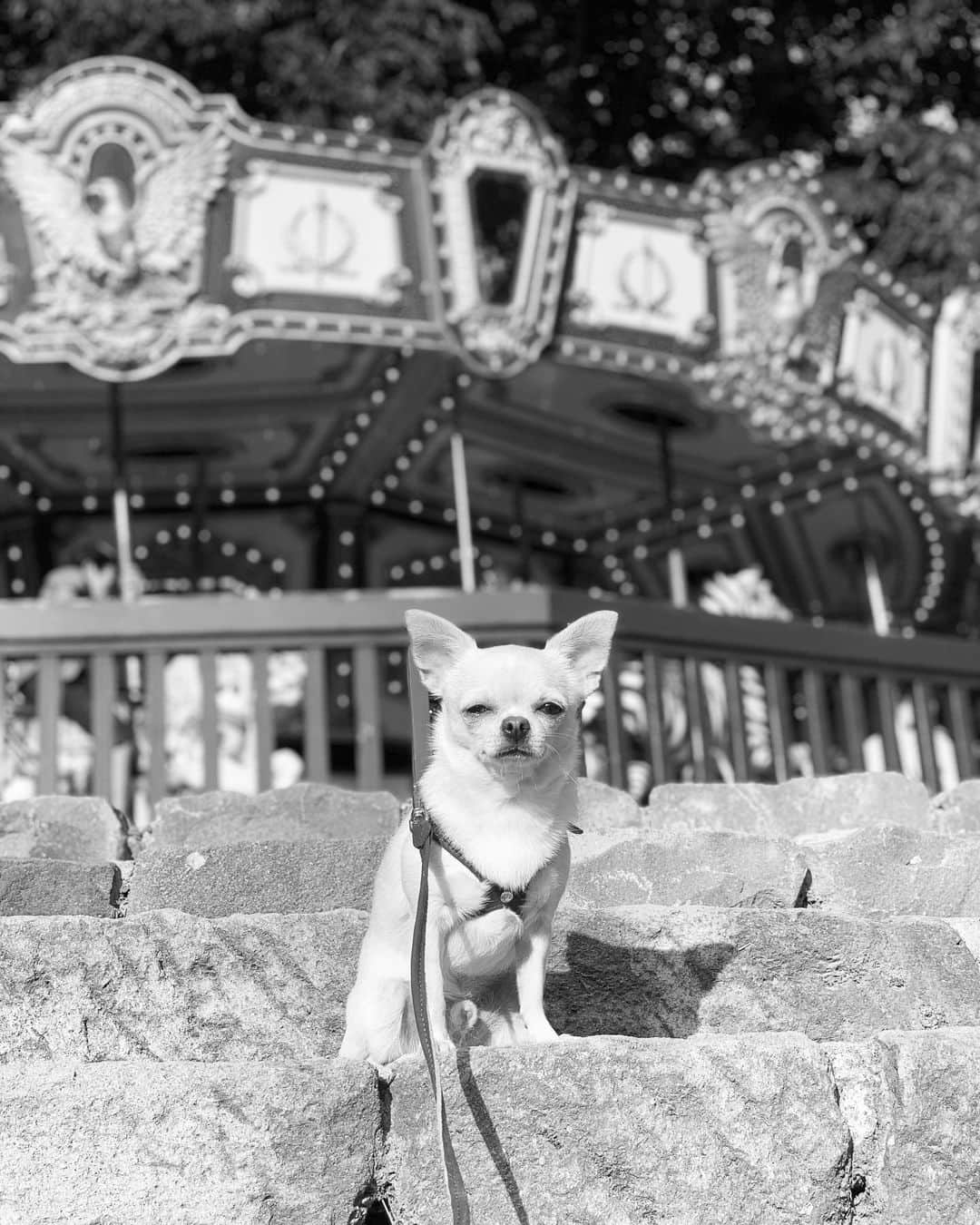 巴田みず希さんのインスタグラム写真 - (巴田みず希Instagram)「メリーゴーランド🎠と小晴くん🐕✨ ・ 向日葵見た後に寄ったよ〜 ・ 素敵だなぁ✨ 思わず白黒にしたくなっちゃった笑⇨5枚目 ・ ・ ・ #メリーゴーランド #清里 #萌木の村 #モノクロ写真 #chihuahua #チワワ #チワワ部 #dog #doglovers #dogstagram #instadog #petsofinstagram #lovedogs #ilovedogs #lovedogs #mydog #lovemydog #ilovemydog #cute #cutedog #cutechihuahua #ワンコなしでは生きて行けません会 #スムースコートチワワ #スムチー #ちわすたぐらむ」8月20日 13時45分 - mizukitomoda