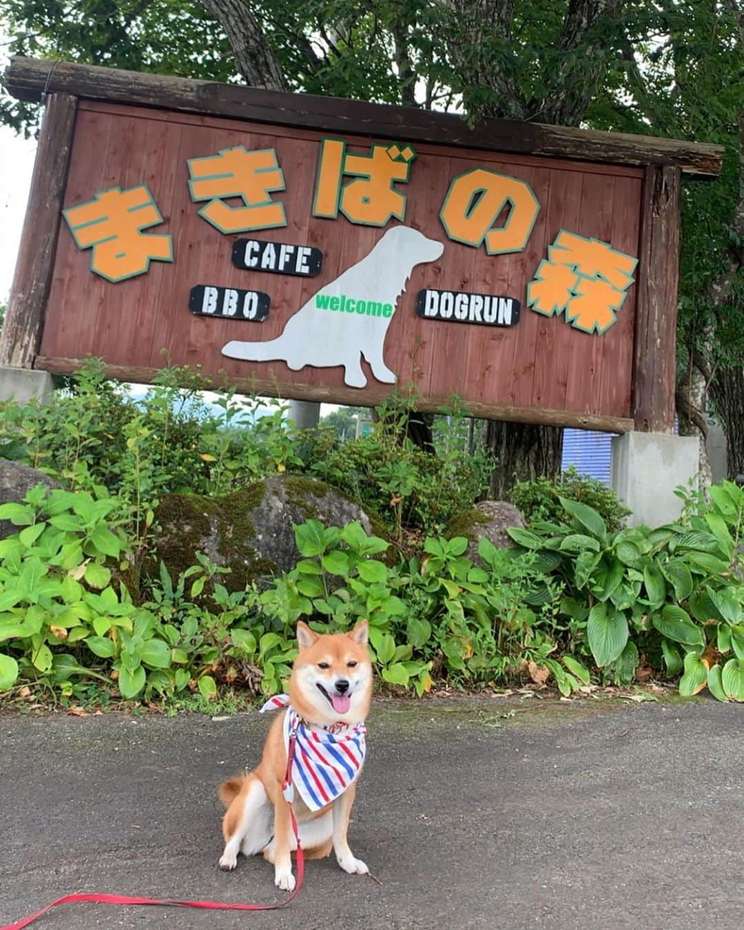 豆柴 サニーちゃんさんのインスタグラム写真 - (豆柴 サニーちゃんInstagram)「. . HELLO〜こんにちわん🌲🐻🌳 . さにたんの夏休み🌻高原編🌲 . 昨日は 岐阜県のひるがの高原にある 🌲まきばの森🌳に行ってきたよ〜 . 初めて行ったのだけど、広くて 涼しくってとってもよかったよ〜🙌 Live見てくれてありがとうございます . さにたんもボール🎾で遊んだり 虫さん🐝追っかけたり 走り回ったり、楽しそう〜 . ボールをがしがししてたら 鼻も口もいっぱい落ち葉が🍂 付いちゃったね🤣 . . #さにたんの夏休み2019 #まきばの森 #涼しかったよ🎐 #走るの大好き犬 #ボール大好き犬 #ボールを掴んだお手手萌え . #柴犬#豆柴 #赤柴 #まめしばいぬ#まめしば#いぬのきもち#ふわもこ部 #サンデイ#サンデイいぬ組#anicas#shiba_snap #shibainu #shiba#mameshiba#shibastagram #豆柴サニーちゃん」8月20日 14時17分 - sunny_rei_32