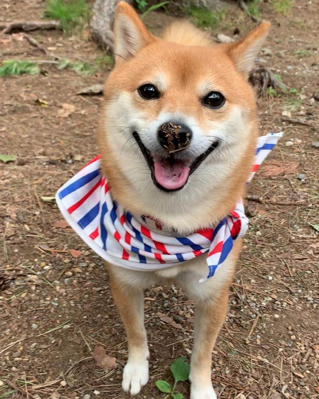 豆柴 サニーちゃんのグルメインスタ