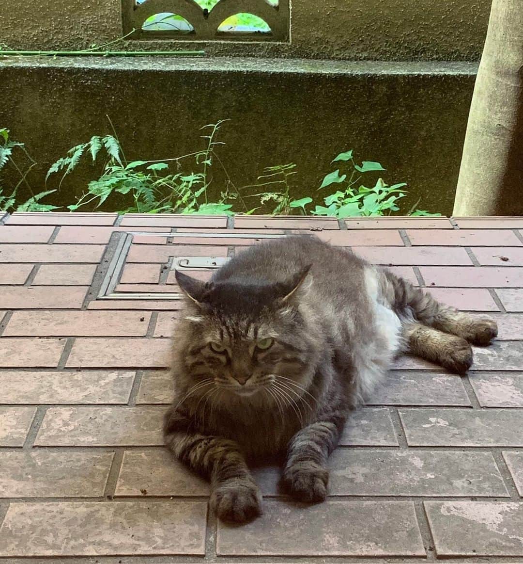 江口寿史のインスタグラム：「最近カッコよくなってきたポコさん。マネちゃんとはベタベタしないけど、いつも黙って見守ってる。男前。 （Photo by mino）」