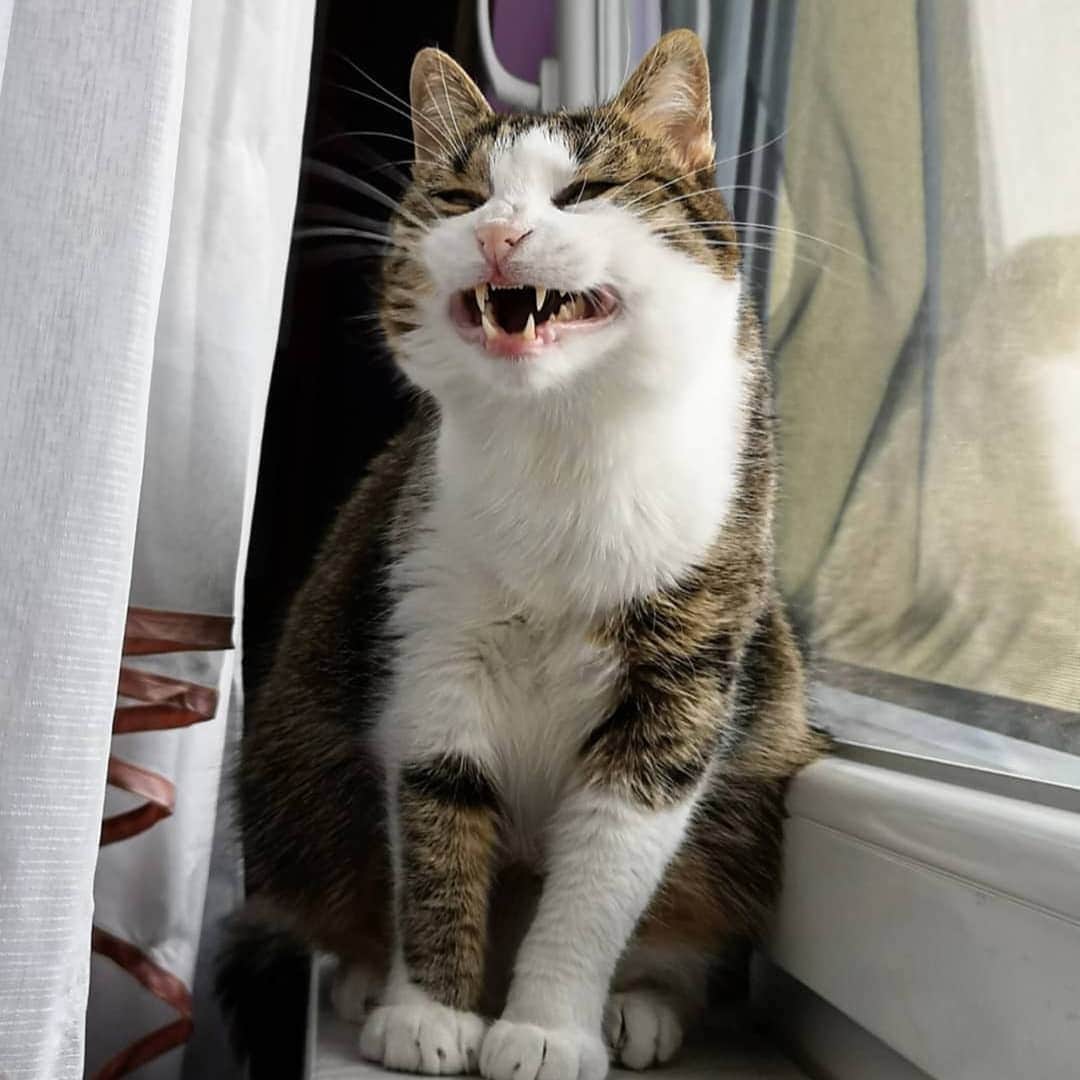 CatStockerのインスタグラム：「Hello! #catstocker is here!  Follow our FURRriend @theofficialmessicat  Scroll right for more pictures 👉 . . . . . . #cat #neko #mačka #chat #kočka #котка #kotek #kot #кіт #mače #кошка #кот #katze #gato #gatto #kissa #kattunge #猫 #고양이 #貓 #kedi #köttur #kissanpentu #חתול #кішка #kedicik #кошеня #gattino #子猫」