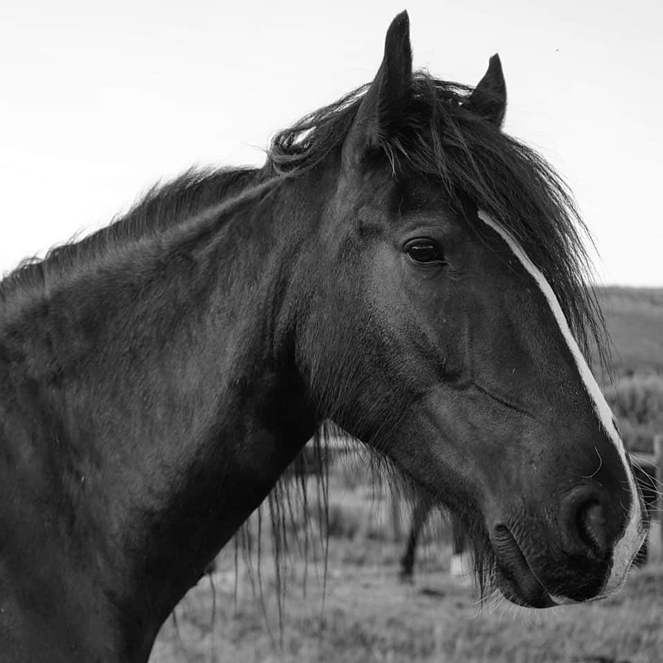 アダム・センさんのインスタグラム写真 - (アダム・センInstagram)「Percheron or a Draft horse either which way my rugged spirt animal. What an amazing creature he was so smart and affectionate, not to mention appreciative for the hard to reach scratches. This pic is going in a frame. 🖼 🐴」8月20日 5時51分 - adamsenn