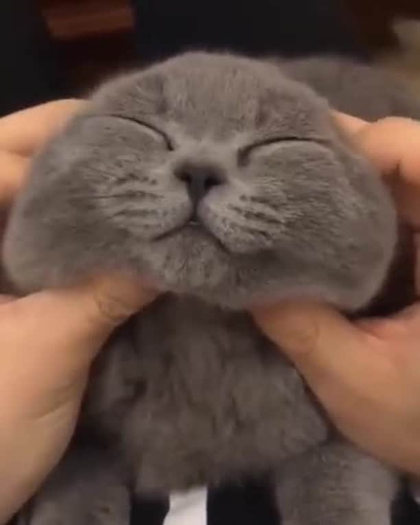 Aww Clubのインスタグラム