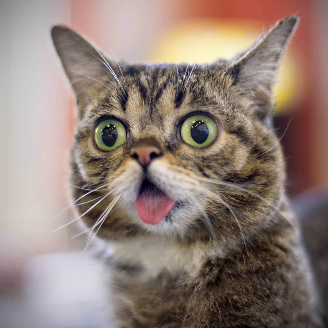 Lil BUBさんのインスタグラム写真 - (Lil BUBInstagram)「This is the look on BUB's face every time I crack open a can of her favorite Halo food, which happens to be Seafood Medley (of course).」8月20日 6時06分 - iamlilbub