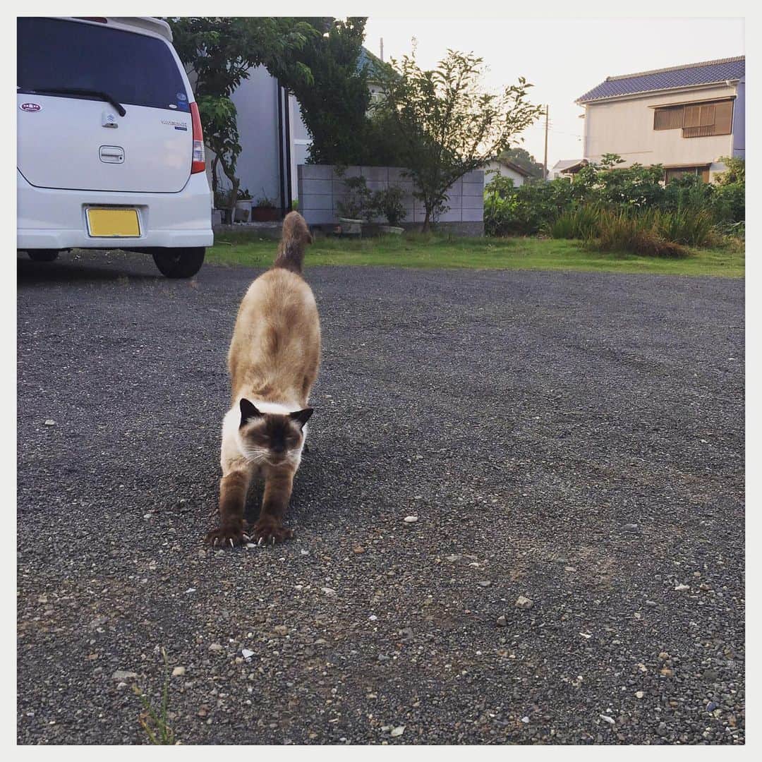 kumikoさんのインスタグラム写真 - (kumikoInstagram)「朝散歩。 やたらめったら懐っこい可愛いお方。」8月20日 6時22分 - makudeco