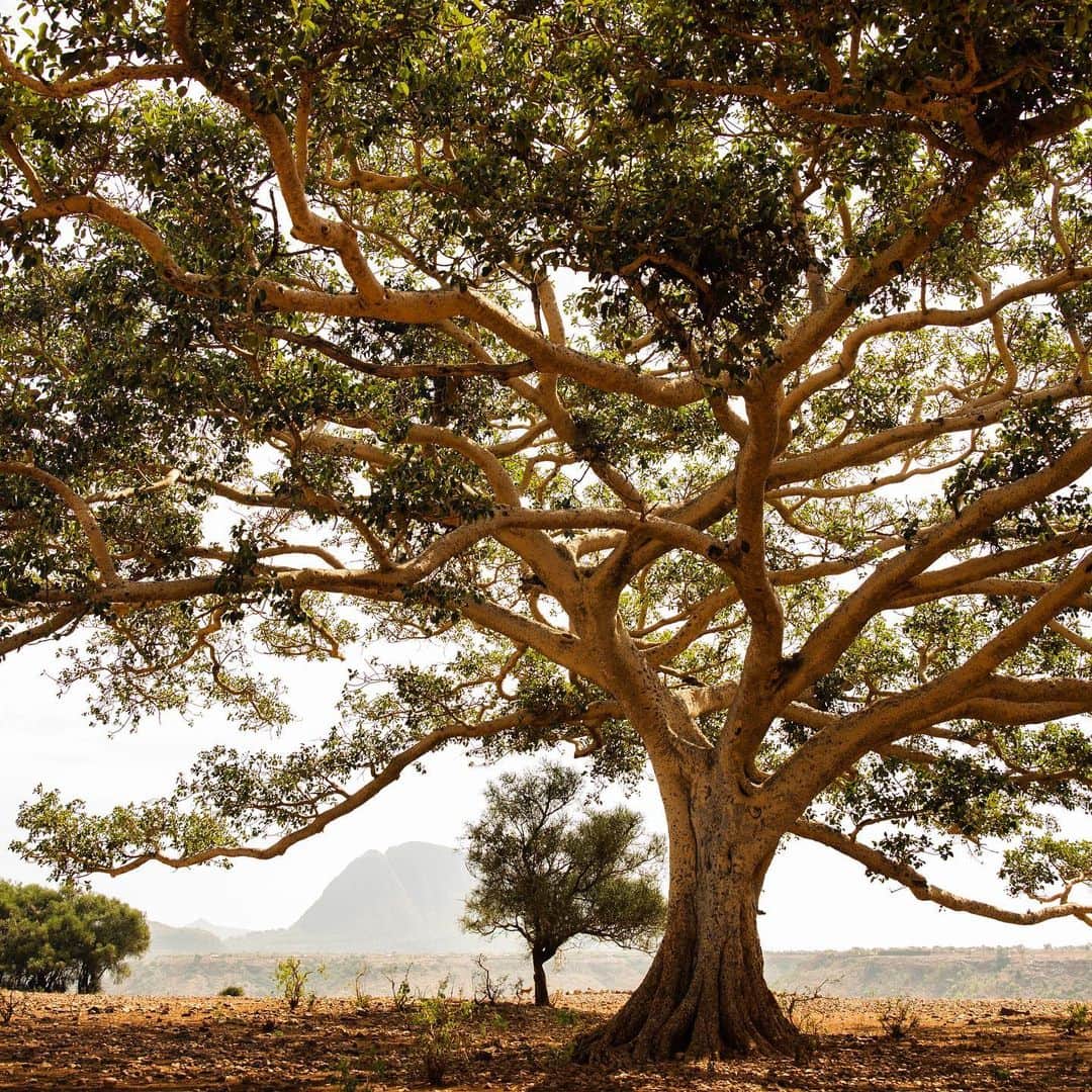 Cubby Grahamのインスタグラム：「Enjoying the shade in between interviews and taking in the cool breeze under our favorite tree in Adi Etot, Ethiopia.」