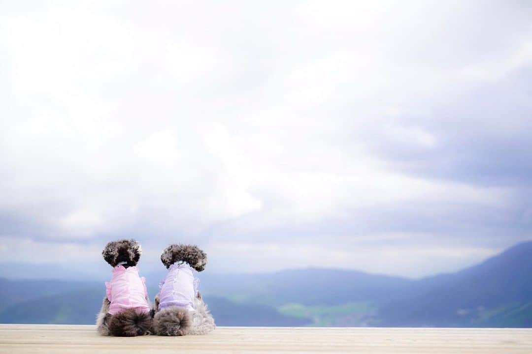 中野区在住のミニシュナのInstagramのグルメインスタ