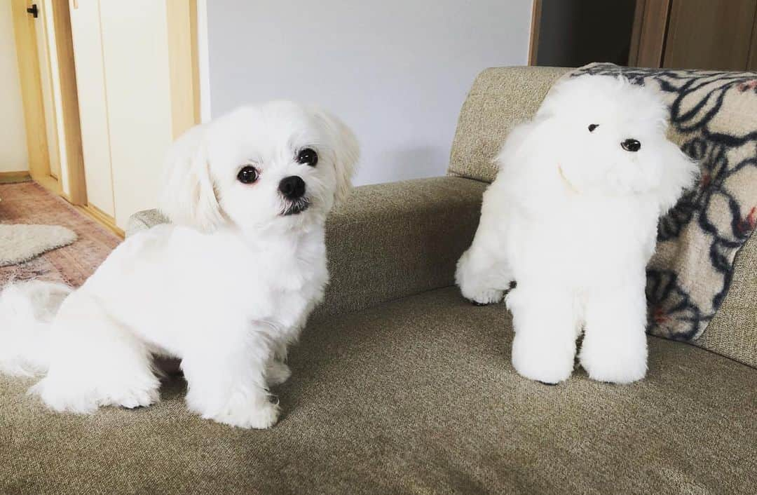 小野真弓さんのインスタグラム写真 - (小野真弓Instagram)「新しい子がやってきました🐶 トリモくんです😍 ハルくん興味津々で、おしりくんくん😂匂いがしない。。と、不思議がおー(｀・ω・´) #トリミングモデル#略してトリモ#教材#ハルくんそっくり#トリマー見習い#しろいぬ#習い事#大人になってからの学校は楽しい  2枚目、トリモのbefore🐶けむくじゃら😂」8月20日 6時49分 - hanaharuaroi