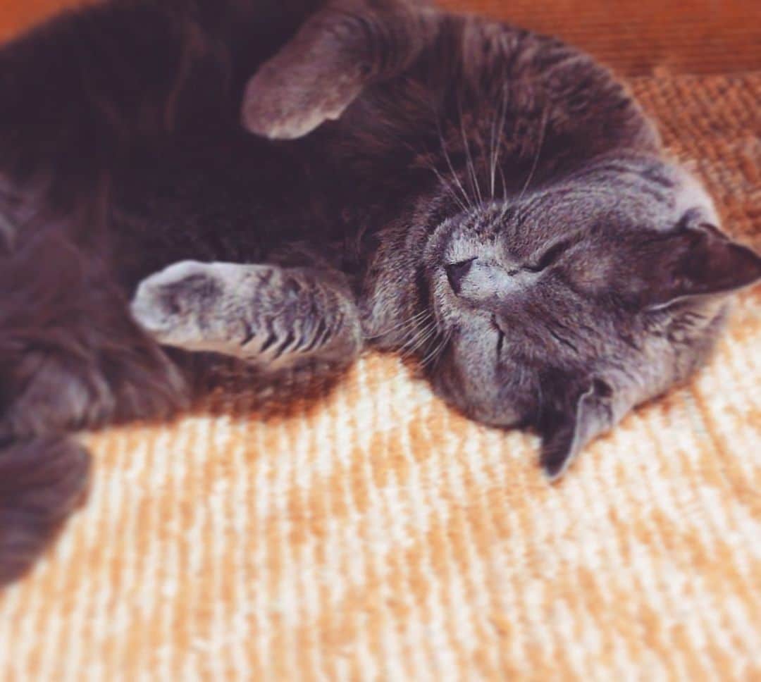 チキン南蛮カレーのルウ王子のグルメインスタ