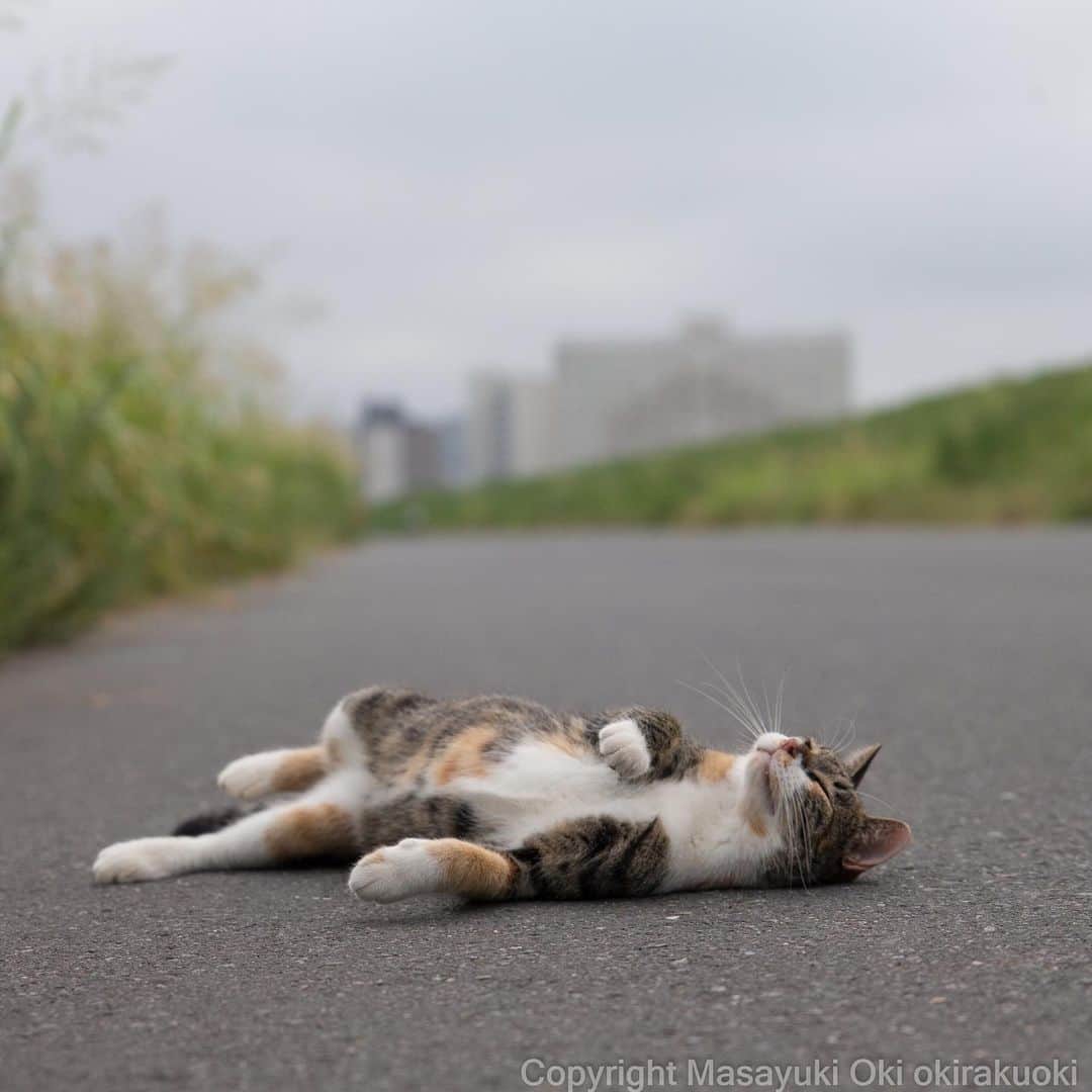 Masayukiさんのインスタグラム写真 - (MasayukiInstagram)「すやー。  おはようございます。 Good morning from Tokyo Japan ☁️ #cat #ねこ」8月20日 7時22分 - okirakuoki