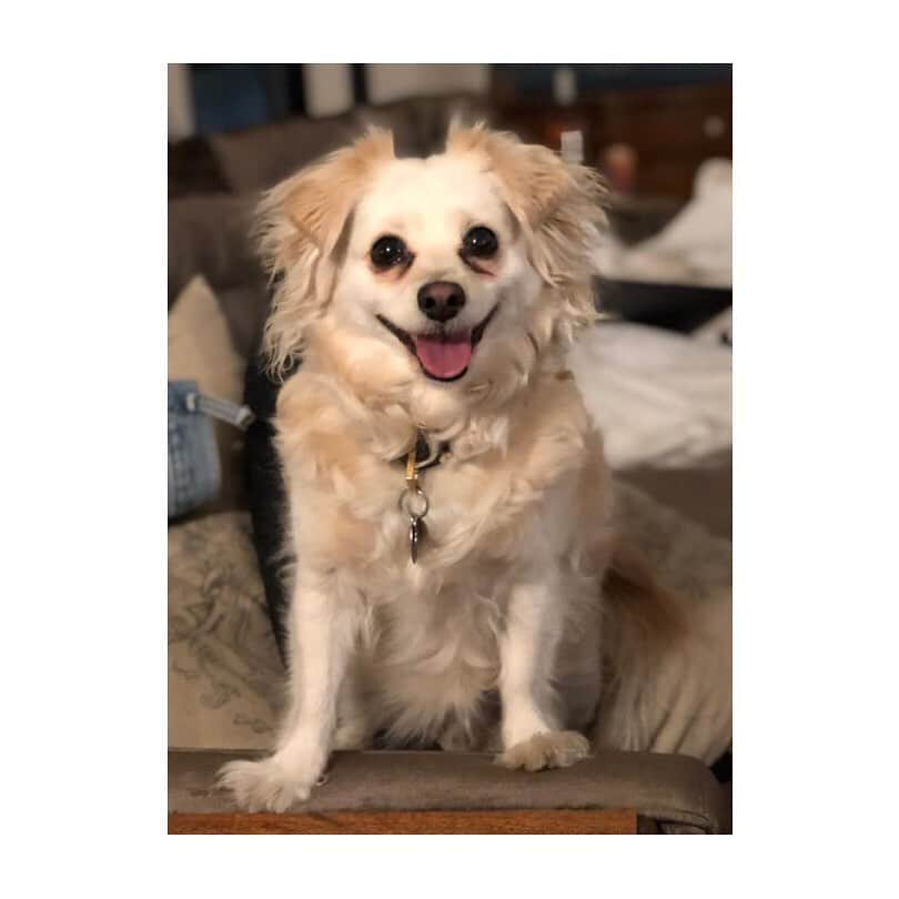 マーク・ハミルさんのインスタグラム写真 - (マーク・ハミルInstagram)「Millie is all smiles because of all the #PupperPics you've been sending (& the fact that in 2 days, she's gained 1K followers on her #Instagram account: @MillsTheMagnificent) I'm in shock that we live in a world where animals have their own social-media accounts. #WeirdWeirdWorld」8月20日 7時23分 - markhamill