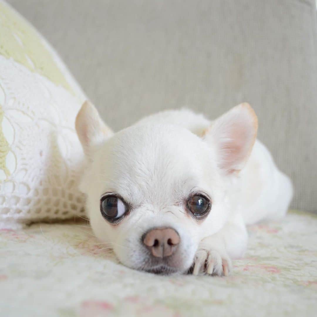 KORIKIのインスタグラム：「おはようございます♪ * #dogofsapporo #dog, #dogs, #dogstagram,#chihuahua,#犬バカ部,#チワワ,#koriki, #hanadog #白スムチ連合会, #スムチー,  #dogofthedayjp, #dogoftheday  #ilovemydog #instadog #instapet #WhiteChihuahua  #吉娃娃 #치와와  #dogsofinstagram #Chihuahualover  #チワワの輪 #barkbox #WhiteChihuahuaParty #もふもふモフモフ」