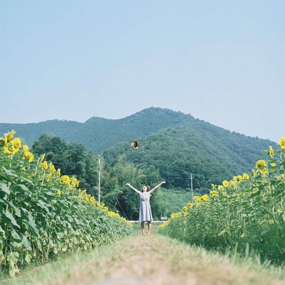 Masaさんのインスタグラム写真 - (MasaInstagram)「. . . 若干涼しくなりましたね😌 . ７本分の夏フィルムが返ってきて嬉しい限りです🎞 今週は２枚ペースで出そうかな☺️ . 撮影日 : 2019年8月3日 . #まっセル #ヤマプリ #hasselblad #ハッセルブラッド #instagramjapan #igersjp #tokyocameraclub #art_of_japan_ #photogenic_jp #GPW_members_only #good_portraits_world #film_jp #film #フィルム #film_com #filmcamera #filmphotography #portrait #ポートレート #photogram_archive #pof_ig #hibi_jp #team_jp_ #ひまわり #sunflower #兵庫 #佐用町 #ひまわり畑 #まさ_👒 #team_jp_夏色2019」8月20日 7時28分 - masa_nikonist