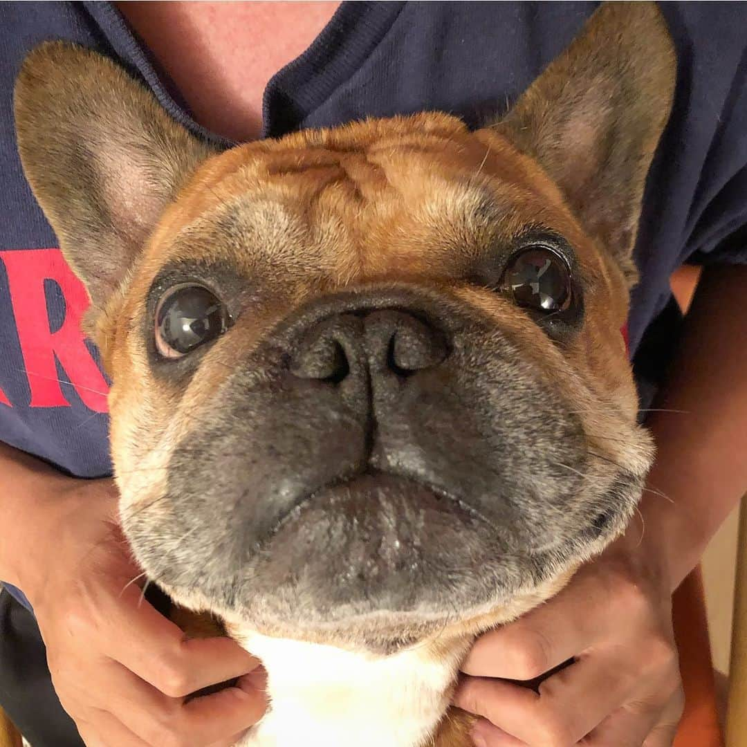 trs0609さんのインスタグラム写真 - (trs0609Instagram)「. . . 甘えん坊焼きおにぎりくん🍙❤️ . . . #frenchbulldog #frenchies1 #frenchieworld #redfawn #フレンチブルドッグ #フレブル #フォーン #夜のお楽しみ時間」8月20日 7時36分 - trs0609