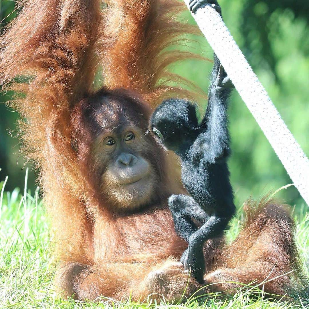 San Diego Zooさんのインスタグラム写真 - (San Diego ZooInstagram)「It's really important that we keep you informed about this developing friendship. Aisha and Sela are slowly becoming inseparable--when Sela's mom Eloise allows it. Tag the person you're inseparable from. #WorldOrangutanDay #ApesolutelyAdorable #SanDiegoZoo #InterspeciesFriends 📷 Liz Sauer」8月20日 7時40分 - sandiegozoo