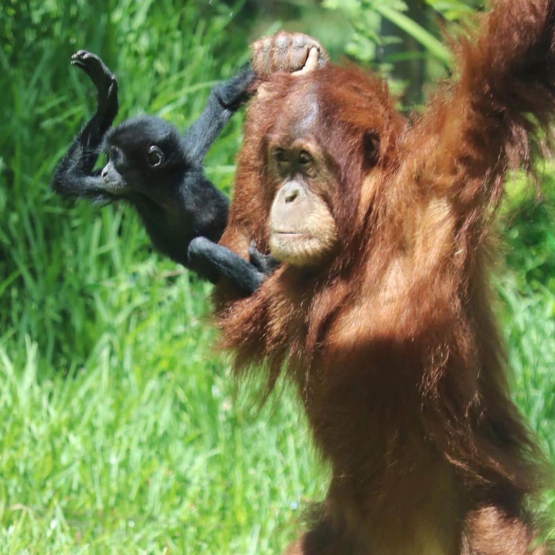San Diego Zooさんのインスタグラム写真 - (San Diego ZooInstagram)「It's really important that we keep you informed about this developing friendship. Aisha and Sela are slowly becoming inseparable--when Sela's mom Eloise allows it. Tag the person you're inseparable from. #WorldOrangutanDay #ApesolutelyAdorable #SanDiegoZoo #InterspeciesFriends 📷 Liz Sauer」8月20日 7時40分 - sandiegozoo