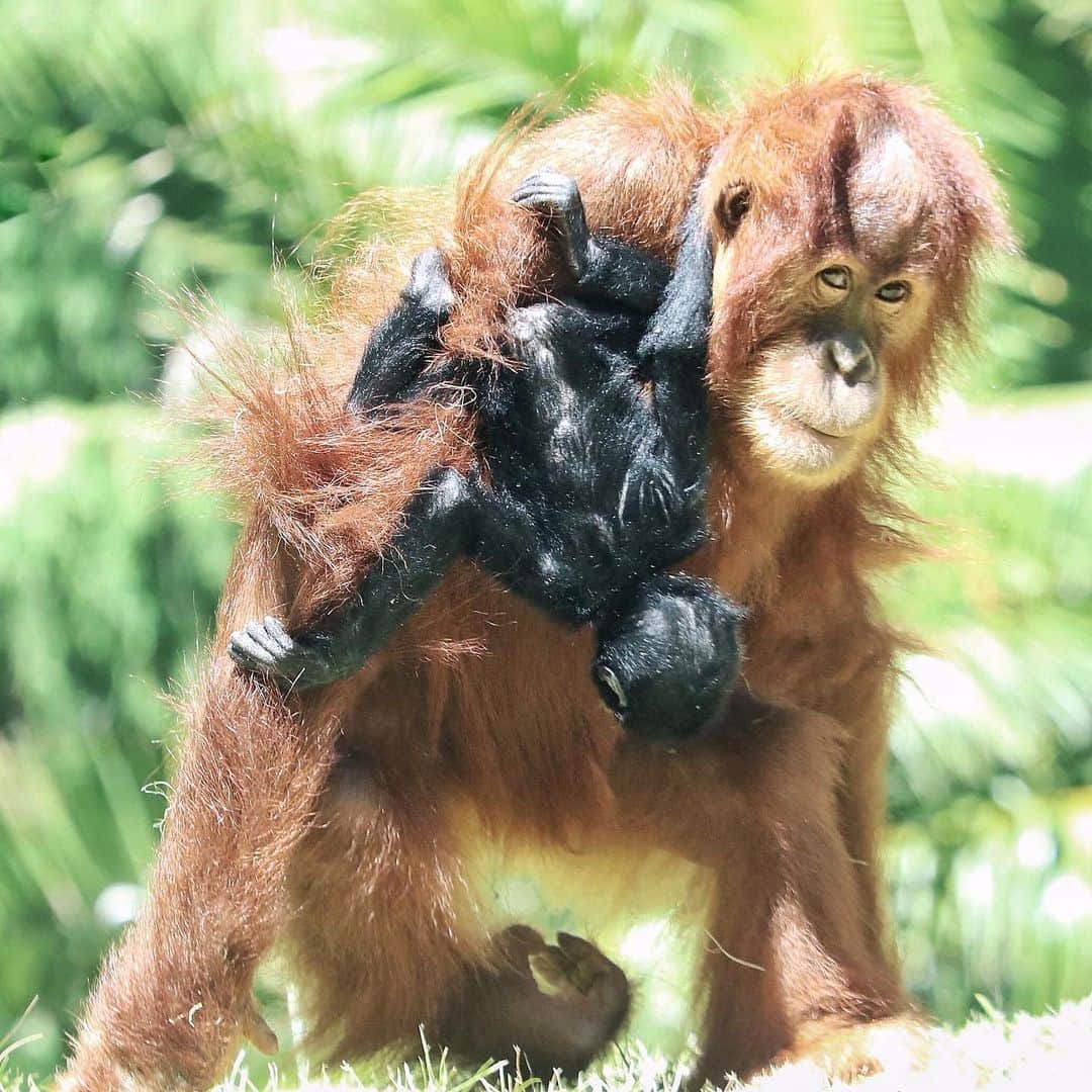 San Diego Zooさんのインスタグラム写真 - (San Diego ZooInstagram)「It's really important that we keep you informed about this developing friendship. Aisha and Sela are slowly becoming inseparable--when Sela's mom Eloise allows it. Tag the person you're inseparable from. #WorldOrangutanDay #ApesolutelyAdorable #SanDiegoZoo #InterspeciesFriends 📷 Liz Sauer」8月20日 7時40分 - sandiegozoo