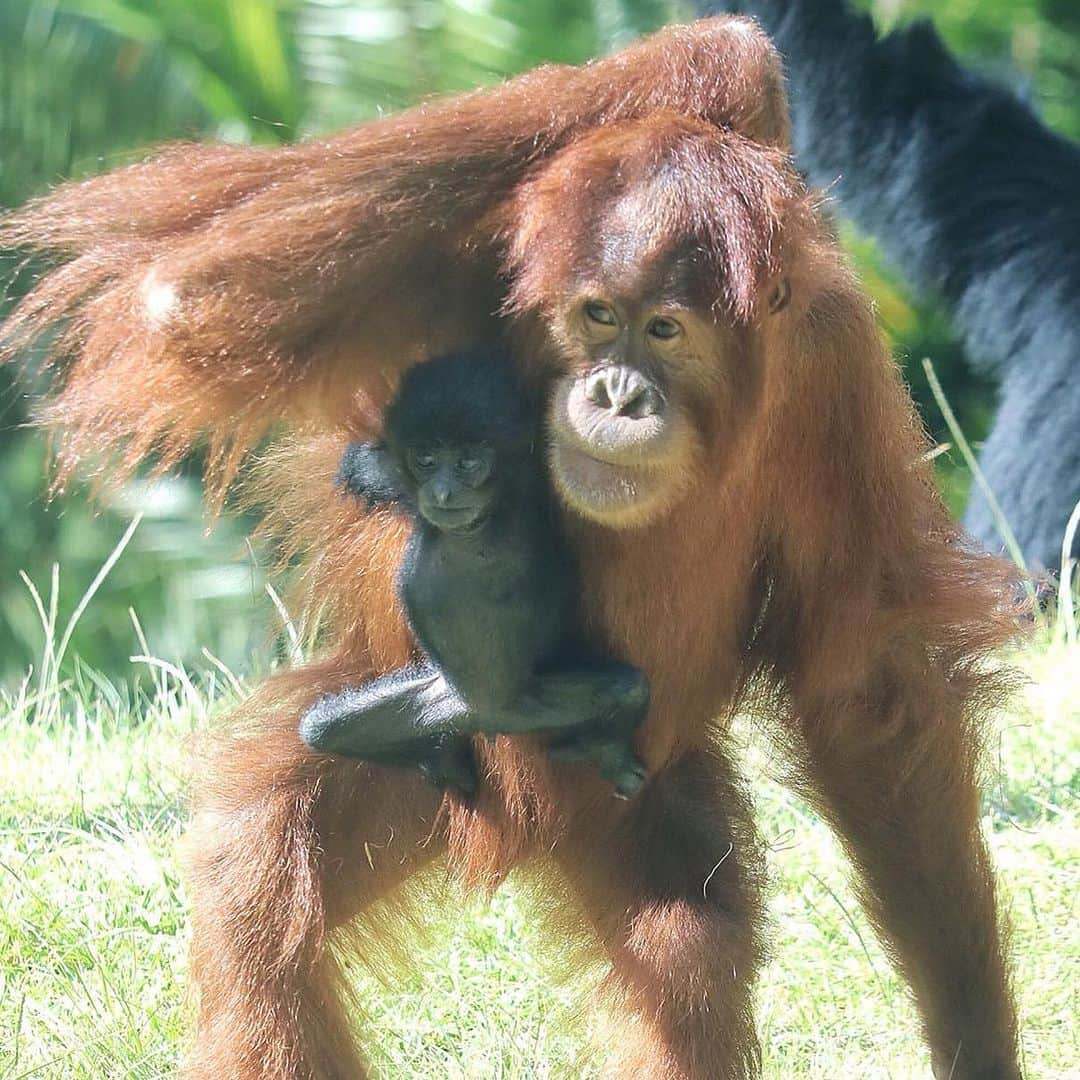 San Diego Zooさんのインスタグラム写真 - (San Diego ZooInstagram)「It's really important that we keep you informed about this developing friendship. Aisha and Sela are slowly becoming inseparable--when Sela's mom Eloise allows it. Tag the person you're inseparable from. #WorldOrangutanDay #ApesolutelyAdorable #SanDiegoZoo #InterspeciesFriends 📷 Liz Sauer」8月20日 7時40分 - sandiegozoo