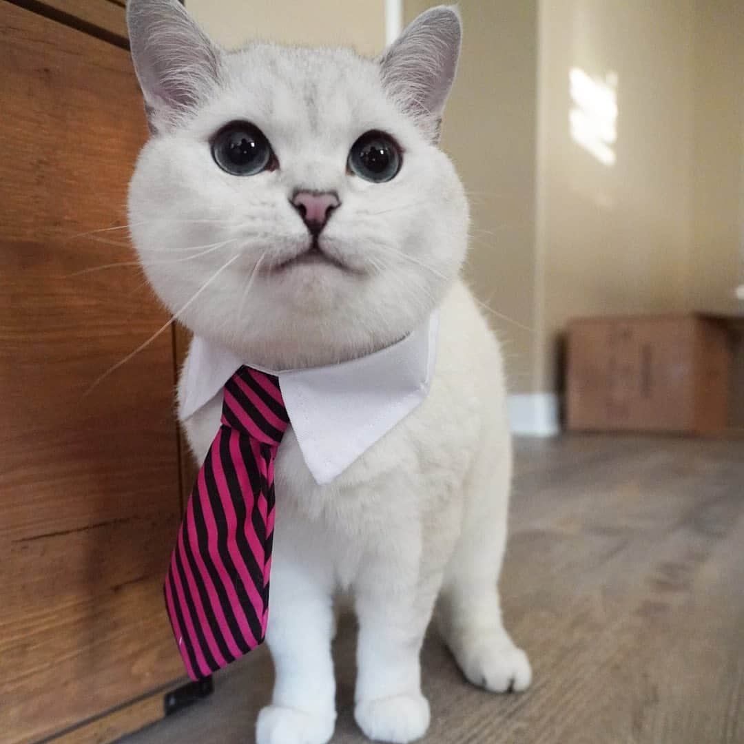 ミスター・ホワイトさんのインスタグラム写真 - (ミスター・ホワイトInstagram)「How do I look? 💕」8月20日 8時15分 - white_coffee_cat