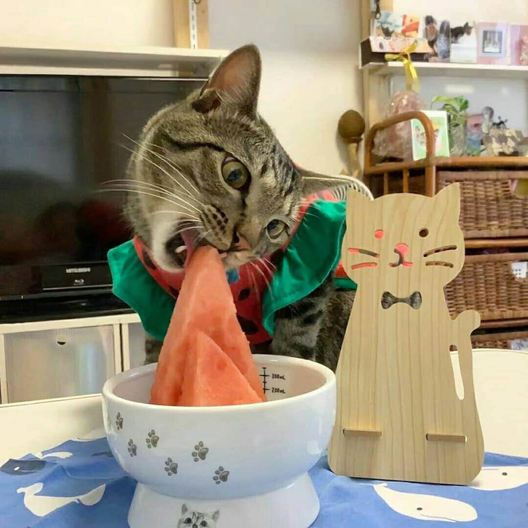 猫壱（ねこいち•ネコイチ）さんのインスタグラム写真 - (猫壱（ねこいち•ネコイチ）Instagram)「【Instagramに投稿して猫壱商品を貰っちゃおう✨】 ▫ スイカちゃん🍉がスイカ食べてる🐱❤ ▫ ▫ #スイカは猫が食べても大丈夫👍 #水分補給もできるから脱水予防にも #食べ過ぎには注意してね！ ▫ ▫ :::::::::#猫壱 ::::::: #猫壱キャンペーン 8月は#ハッピーダイニング  が対象です✨ お写真の商品は期間限定販売していた#ハッピーダイニング #限定脚付ウォーターボウル nalacat でした🐱✨👍 対象商品をお持ちの皆様、ぜひご応募くださいね❤ ▫ ▫ Instagramに登場した商品はプロフィールのリンクよりご覧いただけます🎶 気になる方は @necoichicojp からチェックしてくださいね❤ ▫  #Repost from  @paku2yuuka thank-you💕💕💕💕」8月20日 8時24分 - necoichicojp
