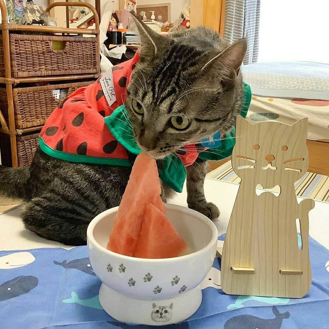 猫壱（ねこいち•ネコイチ）さんのインスタグラム写真 - (猫壱（ねこいち•ネコイチ）Instagram)「【Instagramに投稿して猫壱商品を貰っちゃおう✨】 ▫ スイカちゃん🍉がスイカ食べてる🐱❤ ▫ ▫ #スイカは猫が食べても大丈夫👍 #水分補給もできるから脱水予防にも #食べ過ぎには注意してね！ ▫ ▫ :::::::::#猫壱 ::::::: #猫壱キャンペーン 8月は#ハッピーダイニング  が対象です✨ お写真の商品は期間限定販売していた#ハッピーダイニング #限定脚付ウォーターボウル nalacat でした🐱✨👍 対象商品をお持ちの皆様、ぜひご応募くださいね❤ ▫ ▫ Instagramに登場した商品はプロフィールのリンクよりご覧いただけます🎶 気になる方は @necoichicojp からチェックしてくださいね❤ ▫  #Repost from  @paku2yuuka thank-you💕💕💕💕」8月20日 8時24分 - necoichicojp