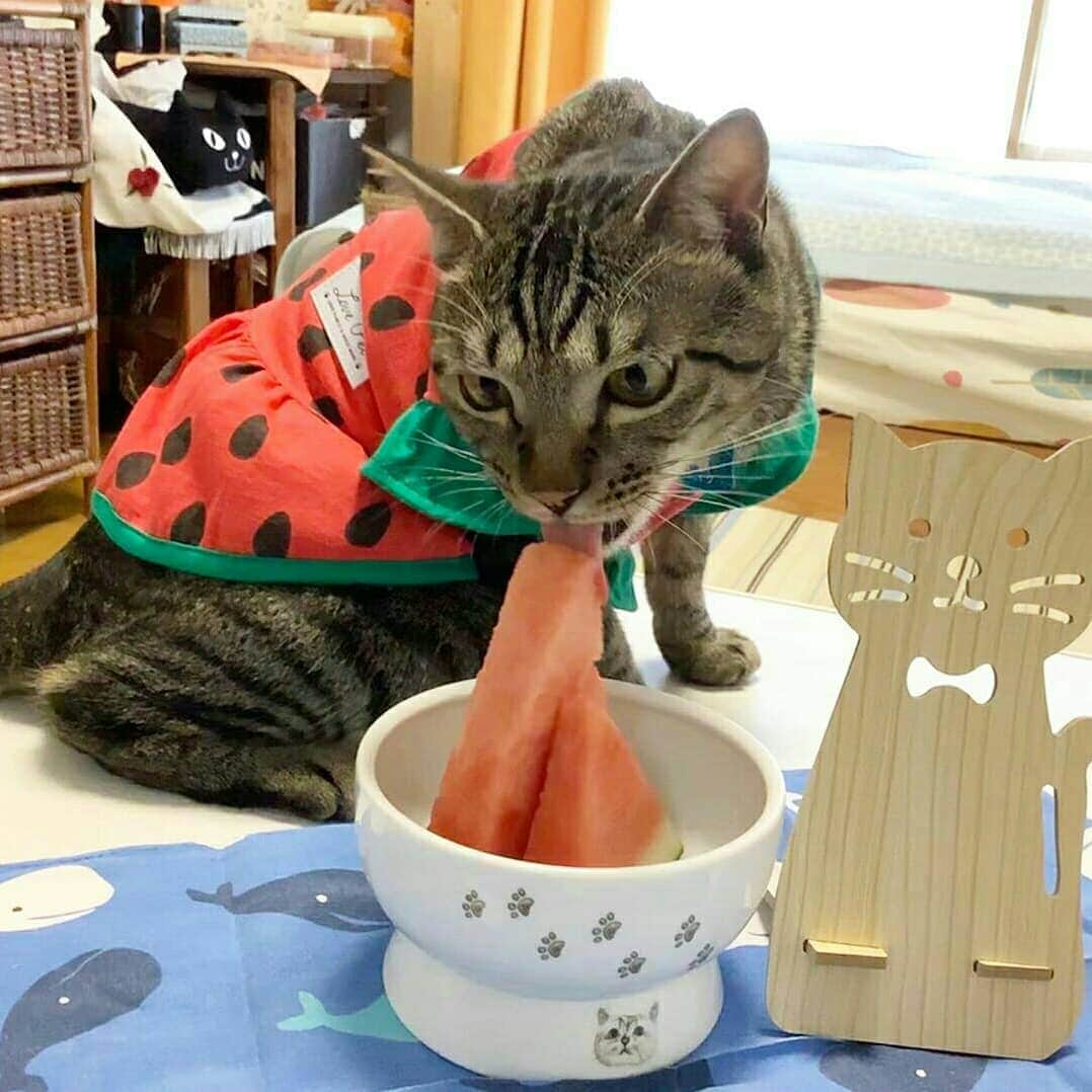 猫壱（ねこいち•ネコイチ）さんのインスタグラム写真 - (猫壱（ねこいち•ネコイチ）Instagram)「【Instagramに投稿して猫壱商品を貰っちゃおう✨】 ▫ スイカちゃん🍉がスイカ食べてる🐱❤ ▫ ▫ #スイカは猫が食べても大丈夫👍 #水分補給もできるから脱水予防にも #食べ過ぎには注意してね！ ▫ ▫ :::::::::#猫壱 ::::::: #猫壱キャンペーン 8月は#ハッピーダイニング  が対象です✨ お写真の商品は期間限定販売していた#ハッピーダイニング #限定脚付ウォーターボウル nalacat でした🐱✨👍 対象商品をお持ちの皆様、ぜひご応募くださいね❤ ▫ ▫ Instagramに登場した商品はプロフィールのリンクよりご覧いただけます🎶 気になる方は @necoichicojp からチェックしてくださいね❤ ▫  #Repost from  @paku2yuuka thank-you💕💕💕💕」8月20日 8時24分 - necoichicojp