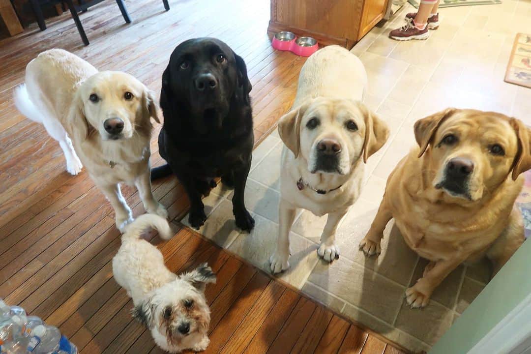 Jake And Gingerさんのインスタグラム写真 - (Jake And GingerInstagram)「Gave a dog treat to ginger and they all came over😅」8月20日 8時34分 - jake_n_ginger