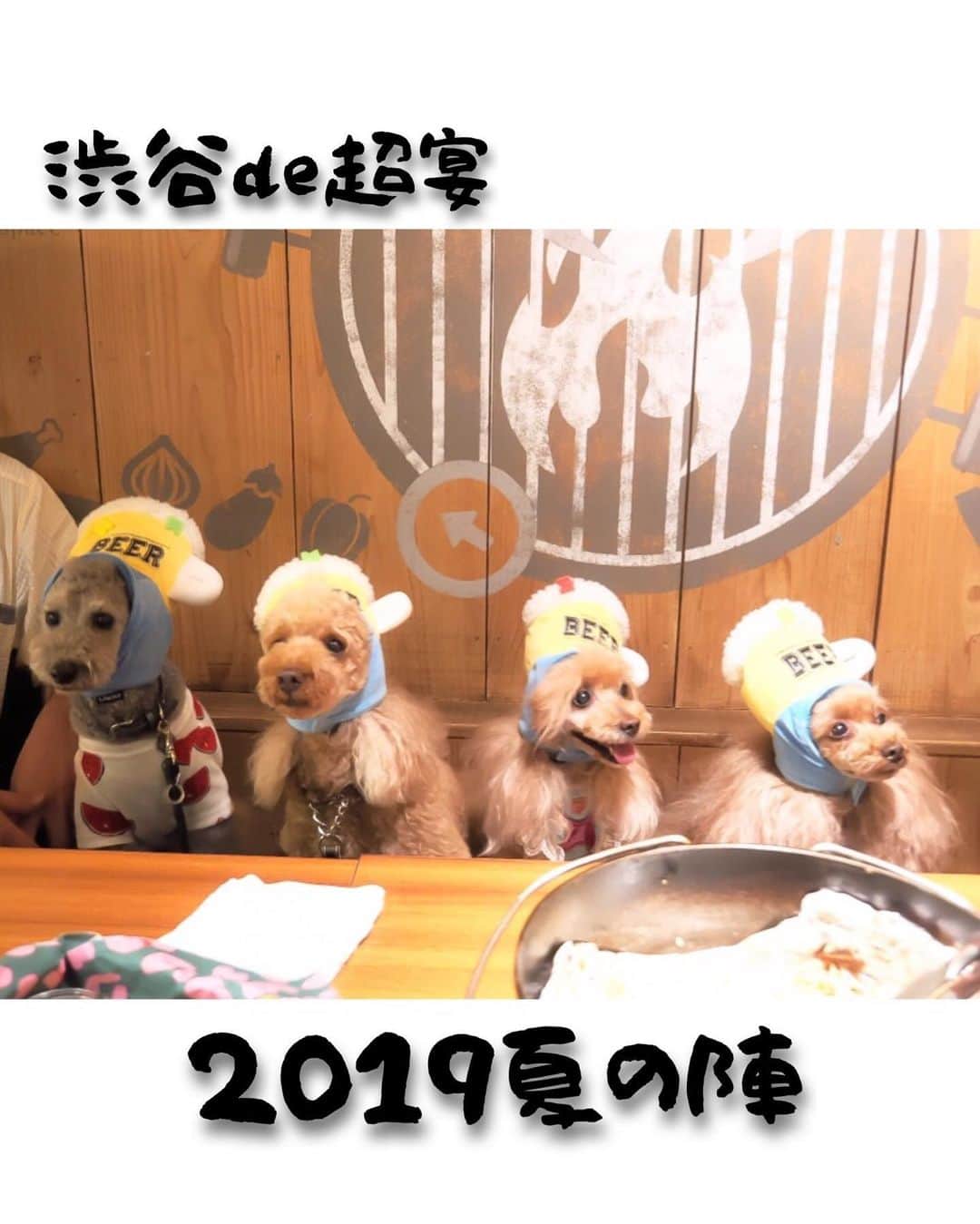 Toypoodle Mikuru?Asakusa Tokyoのグルメインスタ