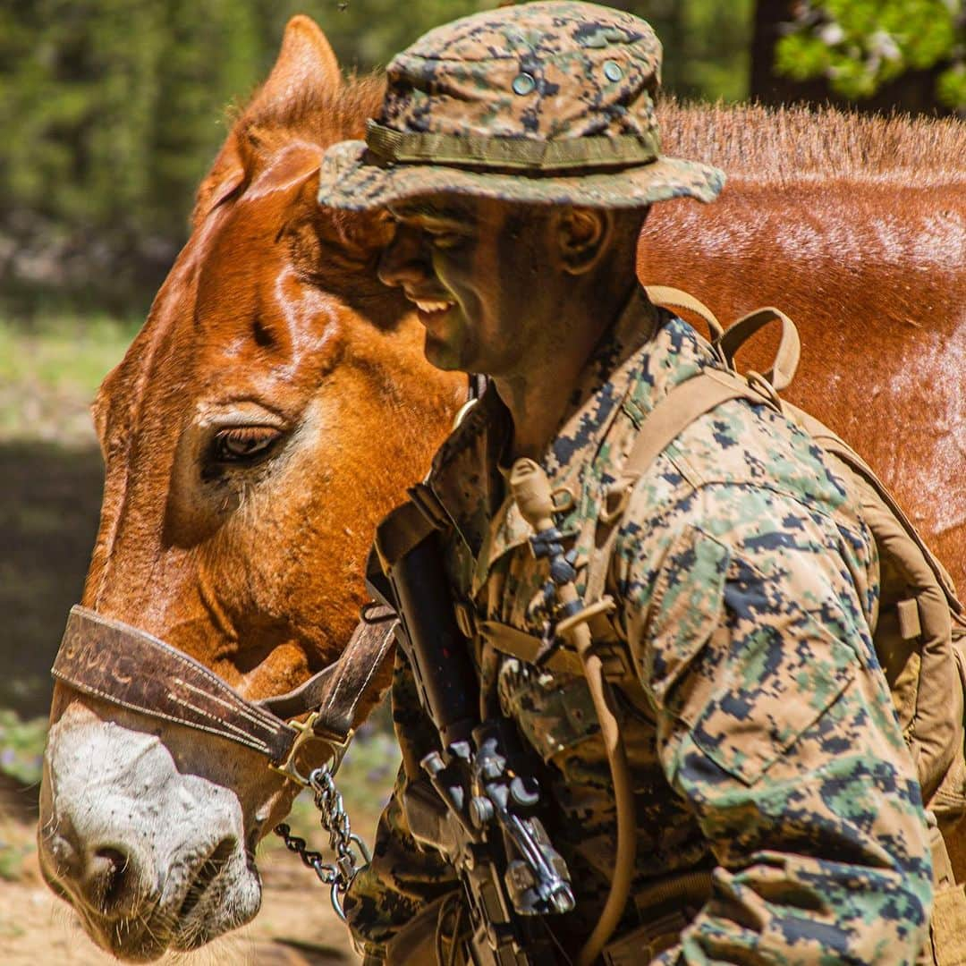 アメリカ海兵隊さんのインスタグラム写真 - (アメリカ海兵隊Instagram)「Why the Long Face  A Marine with Headquarters and Service Company, 2nd Battalion, 3rd Marine Regiment, hikes alongside his pack mule during a resupply mission during Mountain Exercise 4-19 at the Mountain Warfare Training Center, Bridgeport, California. (U.S. Marine Corps photo by Lance Cpl. Jacob Wilson) #Marines #USMC #Training #Equestrian #Motivation」8月20日 9時05分 - marines