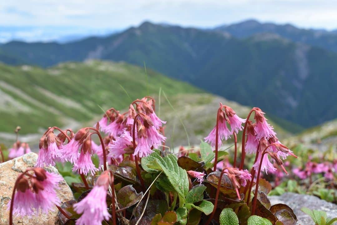 日本の国立公園さんのインスタグラム写真 - (日本の国立公園Instagram)「Follow: @nationalpark_japan⠀ Location: Mt.Arakawadake/荒川岳⠀ .⠀ Flowers of Iwakagami (Schizocodon soldanelloides) were blooming on the ridgeline. The name "iwakagami" (mirrors on rocks) comes from the rocky area they grow and the way their leaves shine. The backdrop is Mt. Shiomidake, nicknamed "belly button of the Minami Alps." The summit has two peaks called Higashi-mine (East peak) and Nishi-mine (West peak).⠀ .⠀ On our Instagram, we will also share wonderful photos of National Parks of Japan posted on Instagram with the tag #nationalparksjp. We look forward to your participation!⠀ .⠀ #MinamiAlpsNationalPark #南アルプス国立公園 #山梨県 #長野県 #静岡県⠀ .⠀ #NationalPark #nationalparks #nature #findyourpark #instafollow #japan #landscape #landscape_lovers #ourplanetdaily #landscapephotography #hiking #outdoors #traveling #travel #explore #visitjapanjp #日本 #國家公園 #일본 #국립공원 #国立公園」8月20日 15時00分 - nationalpark_japan