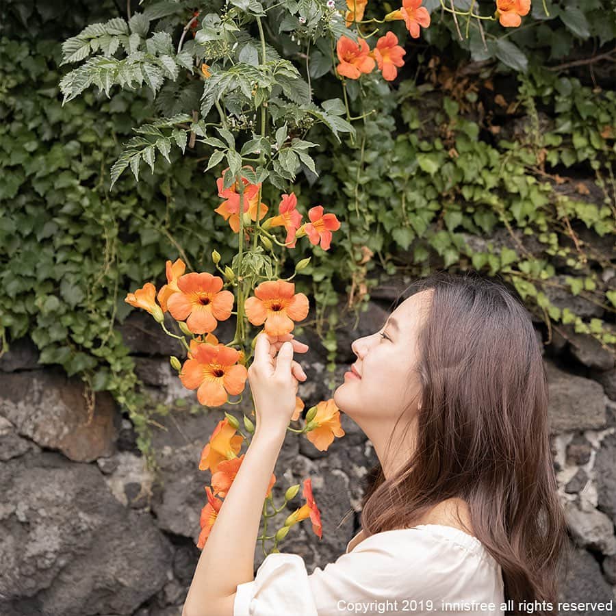 innisfree official (이니스프리) さんのインスタグラム写真 - (innisfree official (이니스프리) Instagram)「Walking along a stone wall, I found a lot of trumpet creepers, in full bloom even in this hot summer. ⠀ 돌담을 따라 걷다, 한여름에도 활짝 꽃을 피우는 능소화를 만났어요.」8月20日 15時01分 - innisfreeofficial