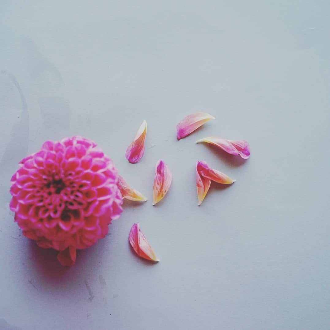のインスタグラム：「仕事先で私の不注意でお花がとれてしまったダリア。 家に帰って、ごめんね、、と思いながら、じっくり眺めてみたら、花びらの色合いが絶品のうつくしさ。 . ガラスのお皿に浮かべて、悠々と咲いてくれてます。 . #ダリア #flowerstagram」