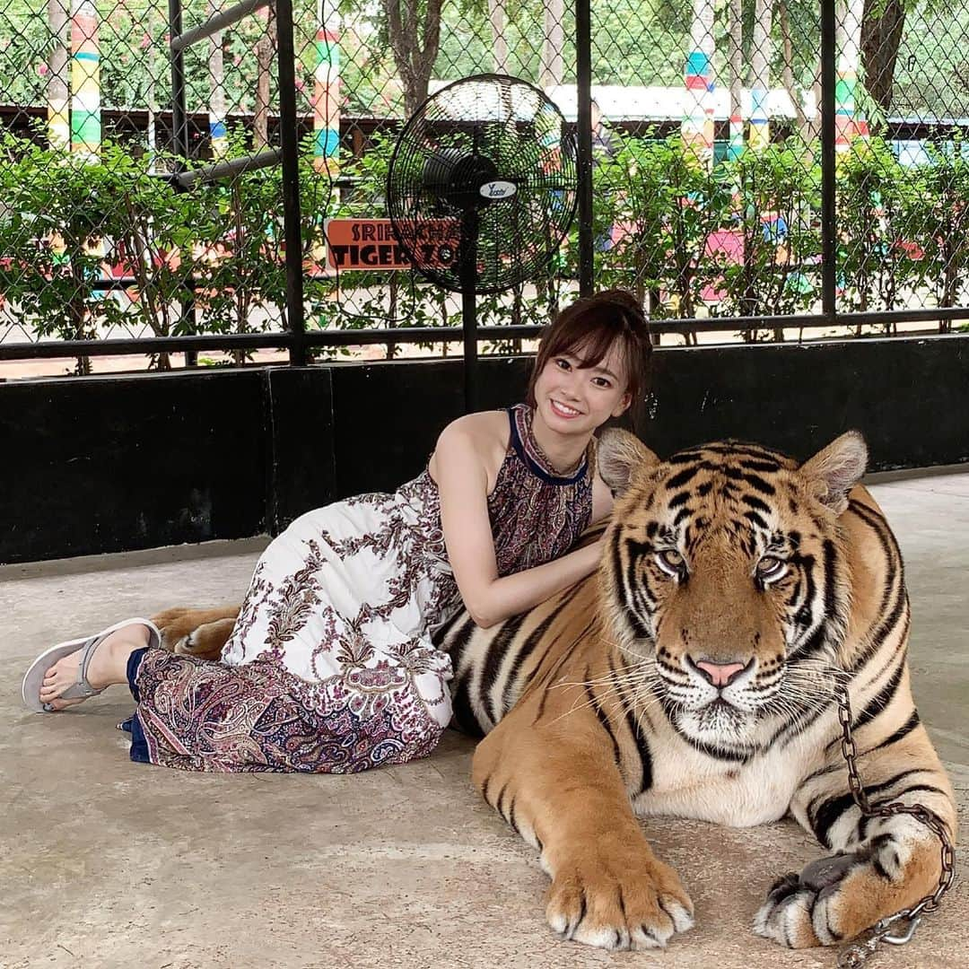 藤澤友千菜さんのインスタグラム写真 - (藤澤友千菜Instagram)「🐯♡♡ 凄く良いコでした🥺 🐯さんありがとう🥺♥️ 場所は⇒ #シーラチャータイガーズー  #srirachatigerzoo🐯 #thailand #zoo #instagood #fashion #model #japanesegirl #followme #photography #tiger #タイガー #虎 #虎と写真 #タイ #藤澤友千菜 #タイ服 #ワンピース #フォロミー #タイの動物園」8月20日 14時59分 - yuchina1207