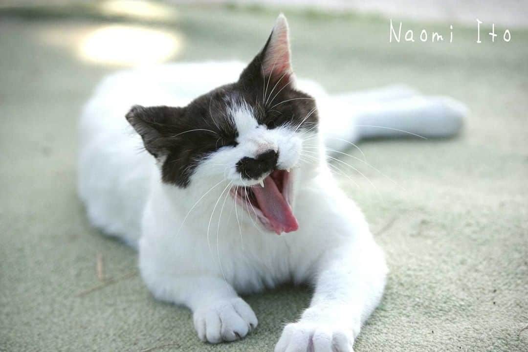 NEKOくらぶさんのインスタグラム写真 - (NEKOくらぶInstagram)「|| わ～💦暑い💦⠀ *⠀ Facebookから、Naomi Itoさんの作品ですにゃ（＝ΦωΦ＝）⠀ *⠀ 投稿いただいたURL⠀ https://www.facebook.com/photo.php?fbid=2531319670432301⠀ *⠀ いいね！＆コメント大歓迎！！⠀ *⠀ #nekoclub #NEKOくらぶ #Japan #Photo #写真 #日本 #cat #ネコ #ねこ #猫 ⠀ Follow: @nekoclub_jpn⠀ *⠀ ▼【廣済堂出版共同企画】NEKOくらぶの皆さまとつくる「NEKOくらぶ写真集」、発売中♪（＝ΦωΦ＝）⠀ ※詳細は本アカウント「 @nekoclub_jpn 」のプロフィールに固定しているハイライトから」8月20日 10時00分 - nekoclub_jpn