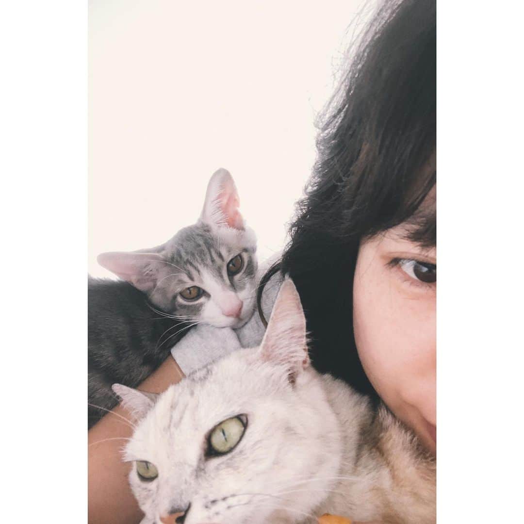 のインスタグラム：「うちにくる猫はみんな甘えん坊 ばかりのようです #紋久育児日記  #YUMACOCO」