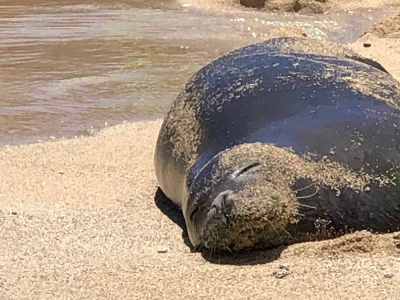 市川海老蔵 （11代目）さんのインスタグラム写真 - (市川海老蔵 （11代目）Instagram)「* A seal on the beach. Everyone is taking a picture of him. I found it a bit pity so I was watching it from a distance. I initially surprised to see a sea lion in Hawaii, but he is the Hawaiian monk seal. He just stopped by for a quick nap.  I want to have a nap too.... アシカさんが きたそうです。 人集り、 みんな写真撮ってます。  私はなんとなく アシカ可哀想で 遠くで見ることに ハワイに？アシカ？ どうしたんだろ？と思ってましたが、  私の早とちり ハワイ特有のアシカらしいです。 ハワイアンモンクシール。 お昼寝に来ただけでした笑  私も昼寝したい💕  #市川海老蔵 #海老蔵 #成田屋 #歌舞伎 #ABKAI #ABMORI #ebizoichikawa #ebizo #kabuki #thunderparty #theater #theaterarts #actor #japan #classic」8月20日 11時11分 - ebizoichikawa.ebizoichikawa