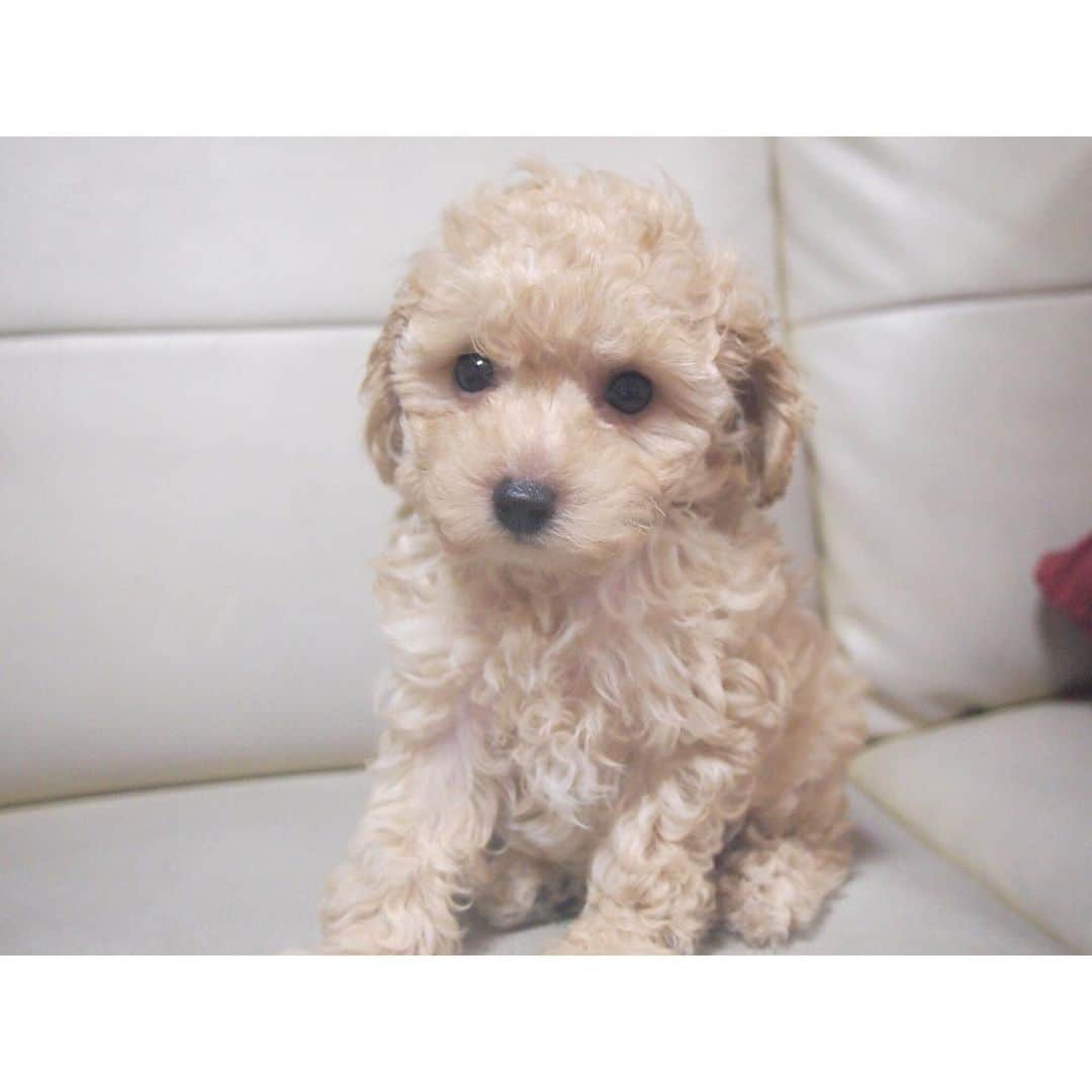 のインスタグラム：「実家に新しい家族が増えたようです♥︎🐶﻿ ﻿ 今日も頑張ろー✧✧﻿ ﻿ #トイプードル﻿ #女の子﻿ #まだ2ヶ月経ってない﻿ ﻿#仔犬」