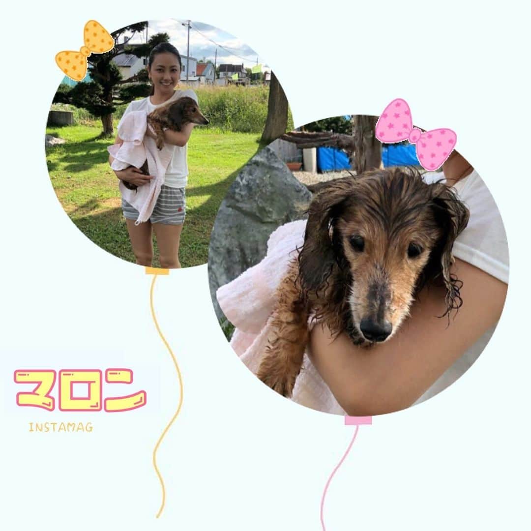 鈴木蛍さんのインスタグラム写真 - (鈴木蛍Instagram)「マロンのシャンプー完了🧴 濡れたマロンもめんこいんだよな〜♡ #愛犬 #老犬 #シャンプー」8月20日 11時25分 - jphotaru