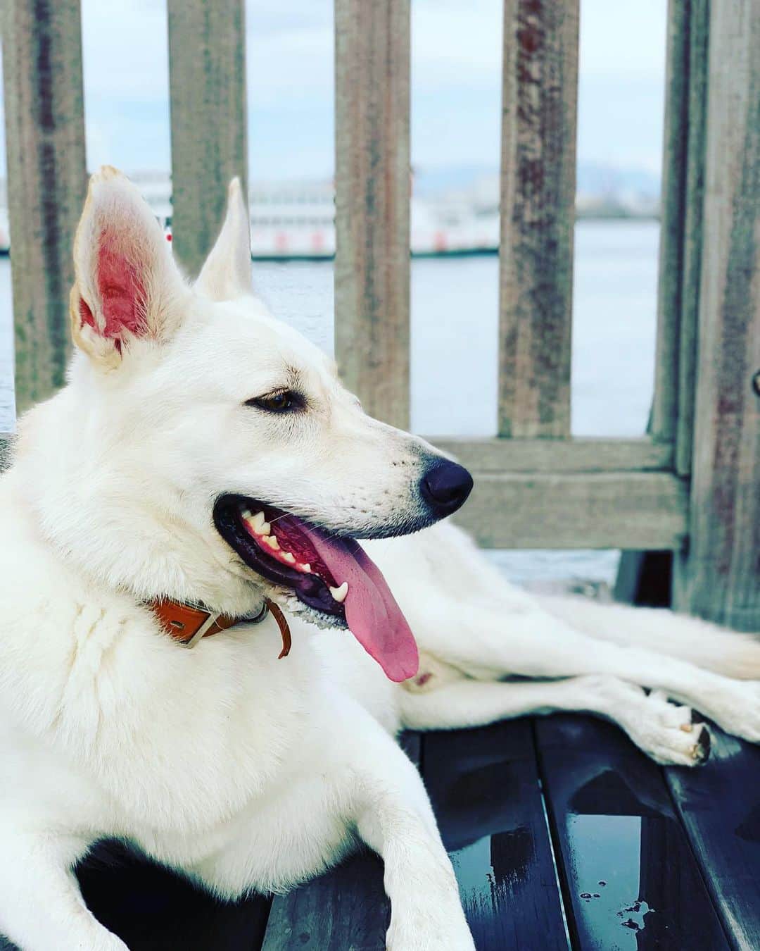 森田遥のインスタグラム：「🐺×☂️＝🖤💜」