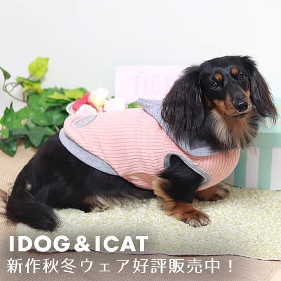 iDog&iCatのインスタグラム