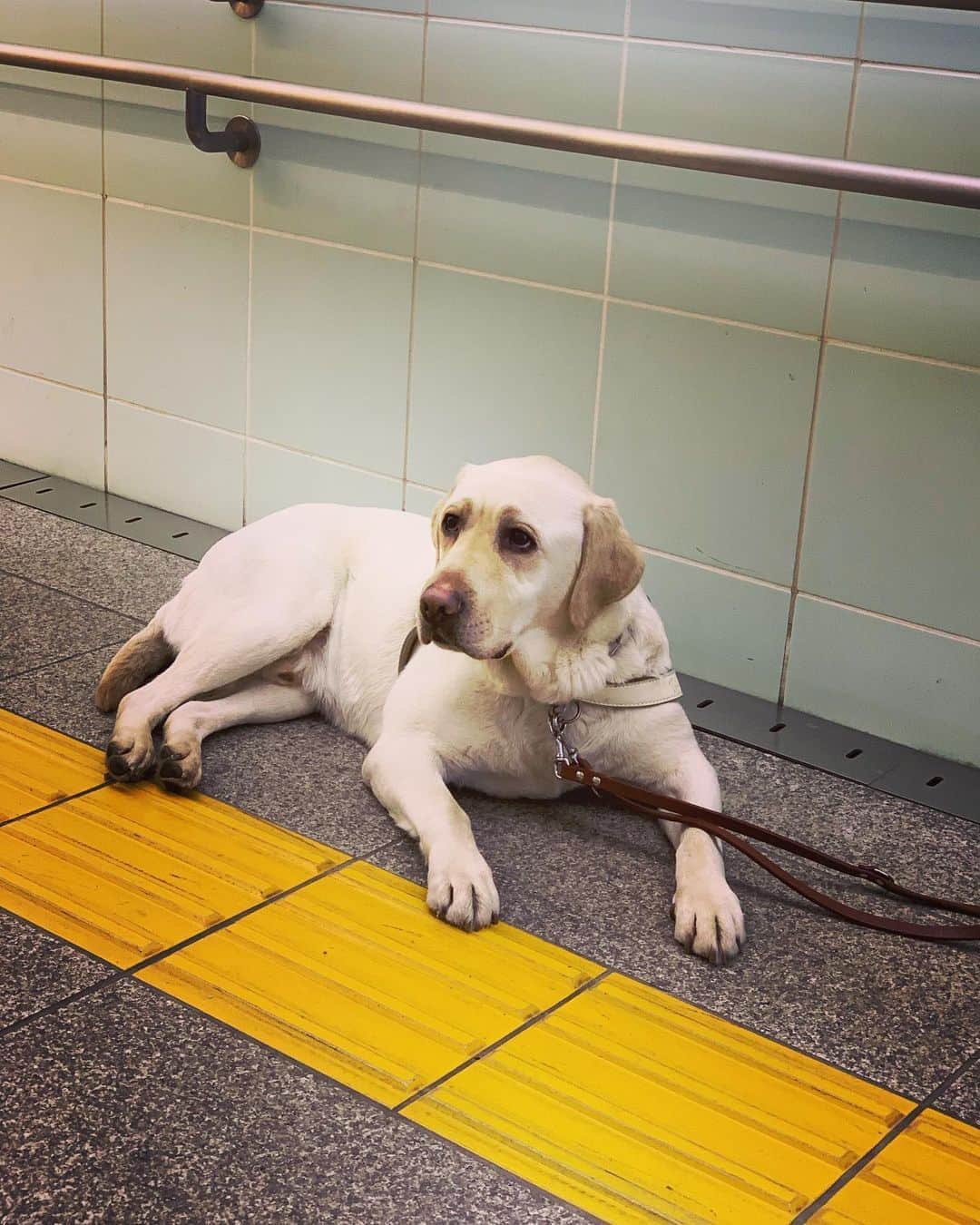 吉岡里帆さんのインスタグラム写真 - (吉岡里帆Instagram)「"見えない目撃者"  最高のバディ、盲導犬役のパルです！ 一緒に沢山トレーニングしました。  真剣に話を聞いている姿が堪らなく愛おしい。  @mmokugekisha  #見えない目撃者 #バディ #パル #盲導犬」8月20日 11時56分 - riho_yoshioka