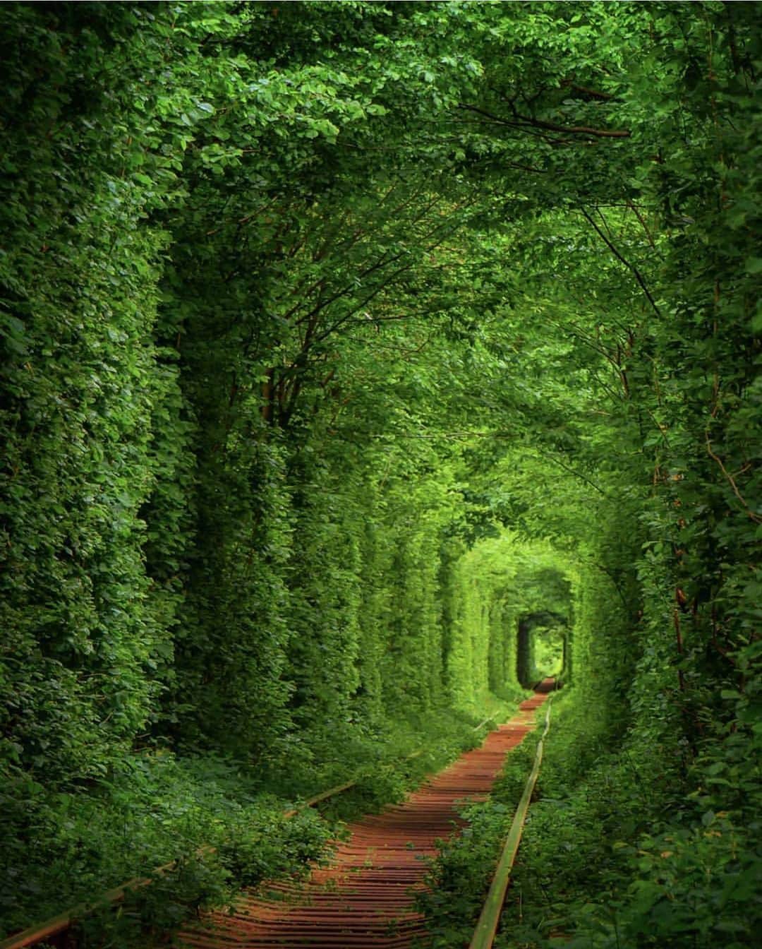 Wonderful Placesさんのインスタグラム写真 - (Wonderful PlacesInstagram)「Tunnel of Love - Ukraine ✨💚💚💚✨ . Picture by ✨✨@niels_tichelaar✨✨ #wonderful_places for a feature 💚」8月20日 11時59分 - wonderful_places