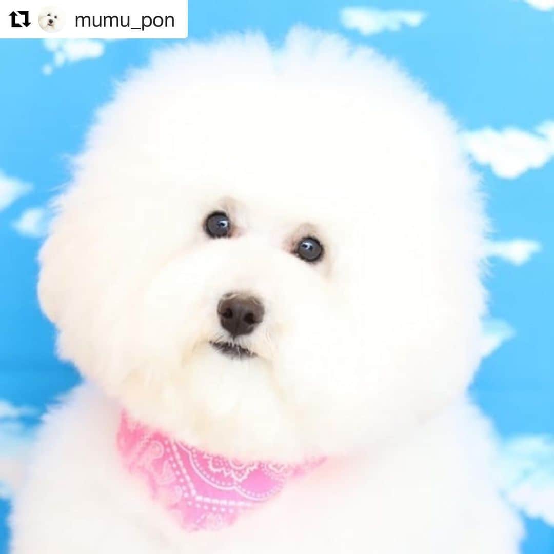 BeautyPlus Japanさんのインスタグラム写真 - (BeautyPlus JapanInstagram)「可愛い😍❤️❤️ .  顔面余白なのかモコモコの毛なのか？🥰 .  みんなも試してみてね😊✨ .  #顔面余白ペット #ビューティープラスペット . モデル @mumu_pon」8月20日 12時07分 - beautyplus_jp