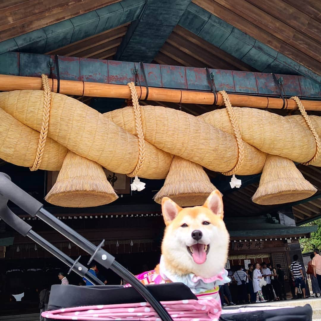 ちゃみさんのインスタグラム写真 - (ちゃみInstagram)「Izumo Taisha⛩ 初めての出雲大社✨ 迫力ありました～‼😆 #海より暑かった #夏の出雲大社 #出雲大社では二礼四拍手一礼👏 * 出雲大社の帰りに少しだけ  水木しげるロードへ あちこちに妖怪がいました😂 #夜バージョンも行ってみたかったな * * 島根&鳥取旅行の記録用に😊 次のパワースポットの投稿で終わり～！ * * #出雲大社 #島根 #水木しげるロード#鳥取 #ワンコとお出かけ」8月20日 12時08分 - shiba_charmy