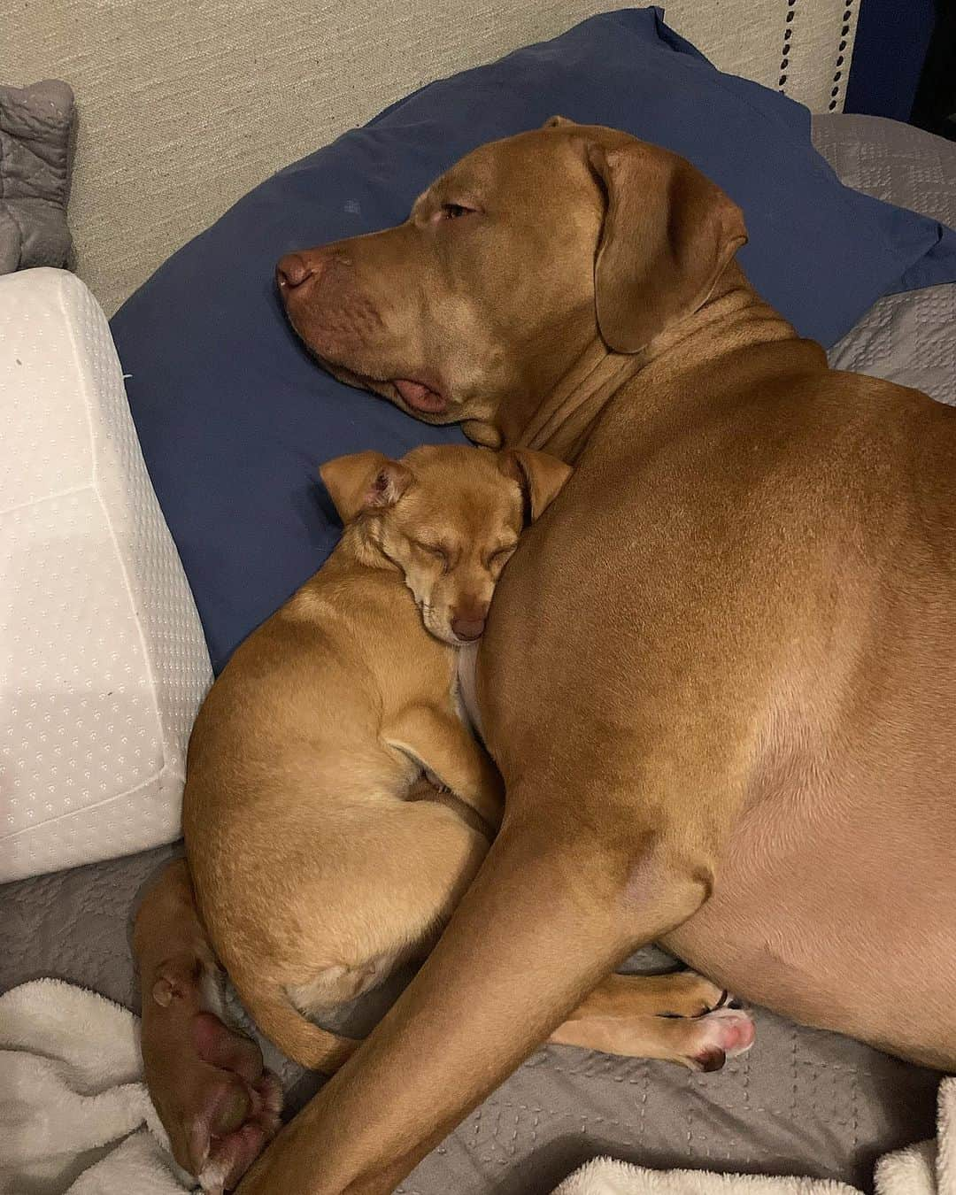 バネッサ・メスキータさんのインスタグラム写真 - (バネッサ・メスキータInstagram)「Ozzy e Fofoca 🖤🐶🐶 toda vez que resgatamos um animal e fazemos lar temporário para o mesmo, e acabamos adotando ( porque óbvio que a gente se apega) é uma vaga a menos para um próximo lar temporário.  Mas como separar a Fofoca do Ozzy ? Os dois são #truelove 😩  O que eu faço ???? Doar a Fofoca? Ficar com a Fofoca ?  @institutopetvan」8月20日 12時12分 - vanmesquita