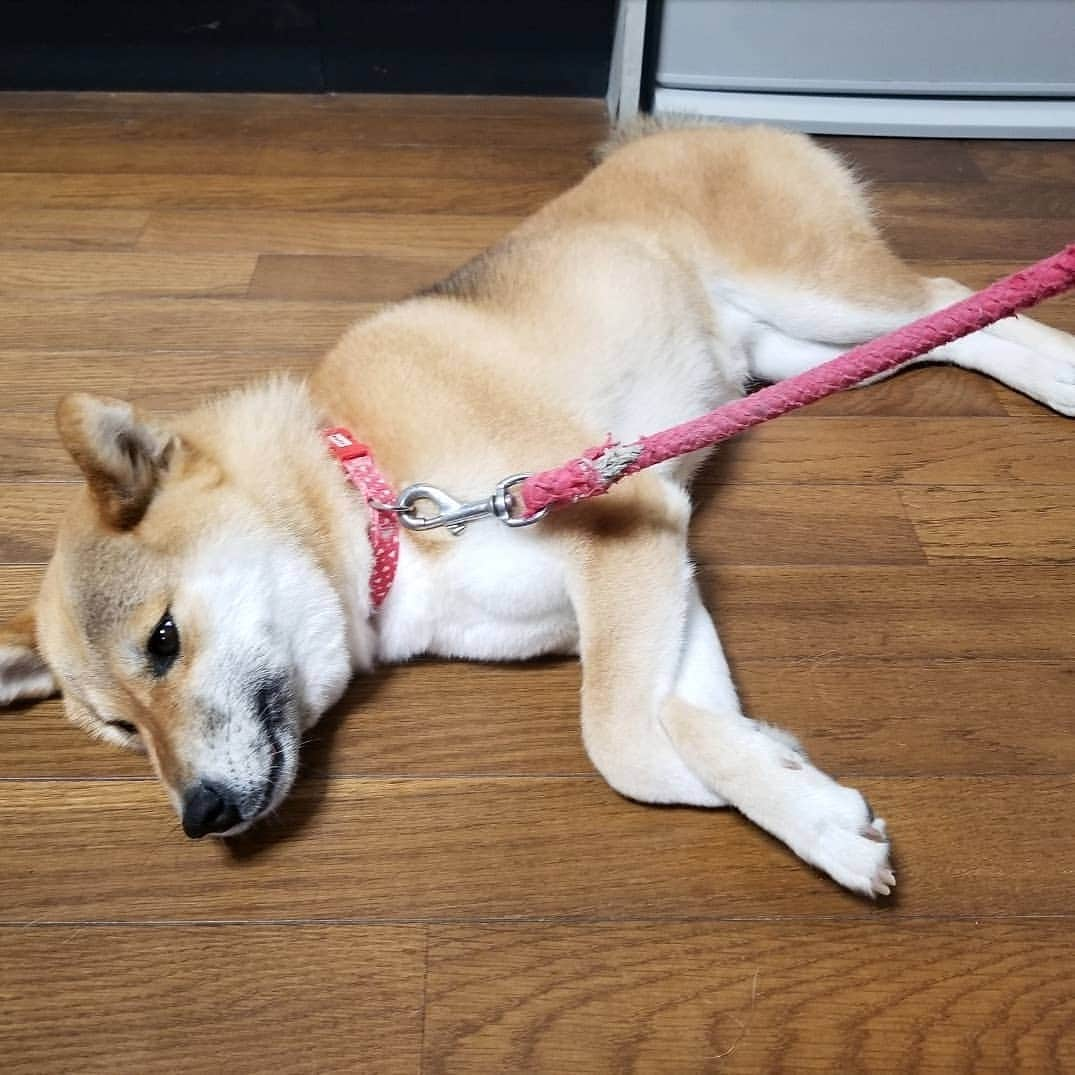 柴犬たま Shibainu Tamaのインスタグラム