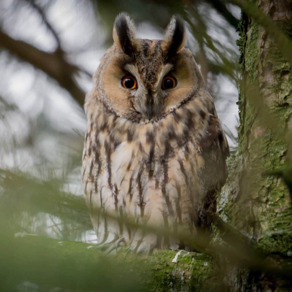 アメリカ自然史博物館さんのインスタグラム写真 - (アメリカ自然史博物館Instagram)「Hoo’s this? Meet the Long-eared Owl (Asio otus). The elusive bird has a wide range across North American forests, but populations also exist in parts of Europe, Asia, and Africa. Long ears, a slender body,  and mottled brown coloration blend the owl in with tree branches. This helps it stay concealed from predators such as larger owls, hawks, or raccoons. When it’s on the hunt itself, this owl uses its sharp sense of hearing and sight to snatch small mammals or small birds—and it can do so in total darkness. Photo: Dirk-Jan van Roest」8月20日 12時31分 - amnh